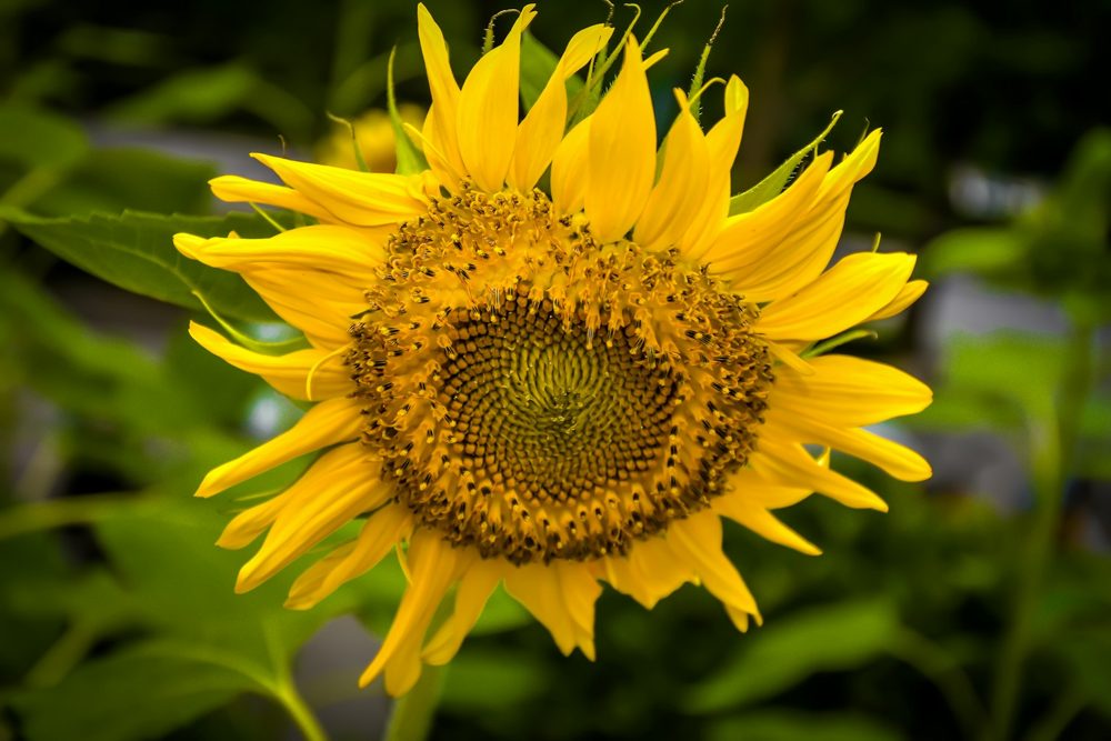 Bright yellow sunflower against green foliage